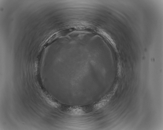 X0000087630113200705181510