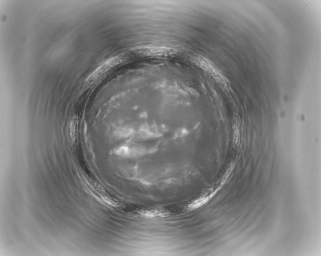 X0000087630165200705181509