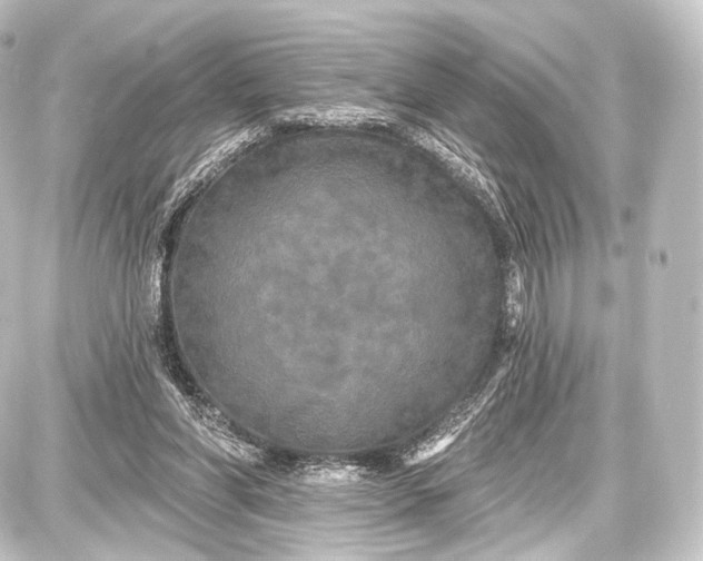 X0000087630206200705181509