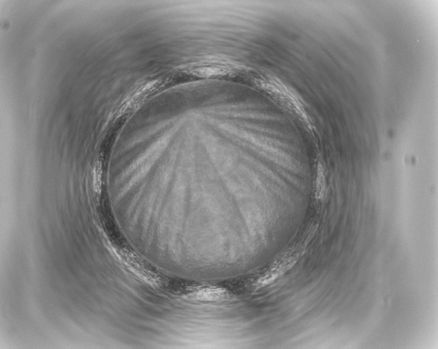 X0000087630210200705181509