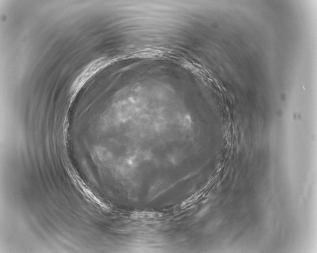 X0000087630242200705181507