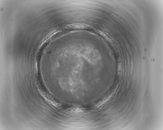 X0000087630254200705181507