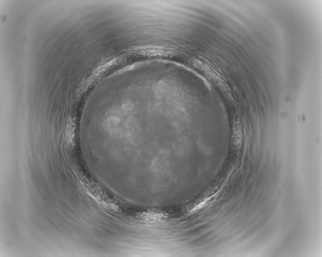 X0000087630255200705181507