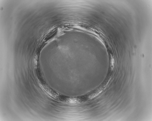 X0000087630264200705181508