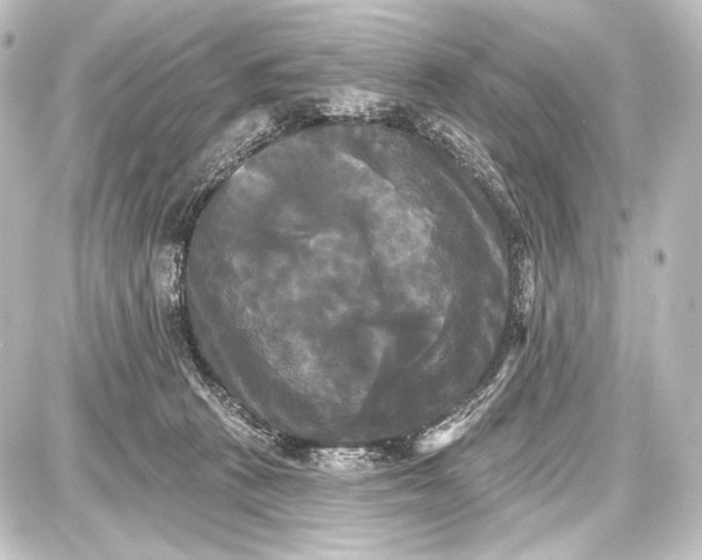 X0000087630273200705181508