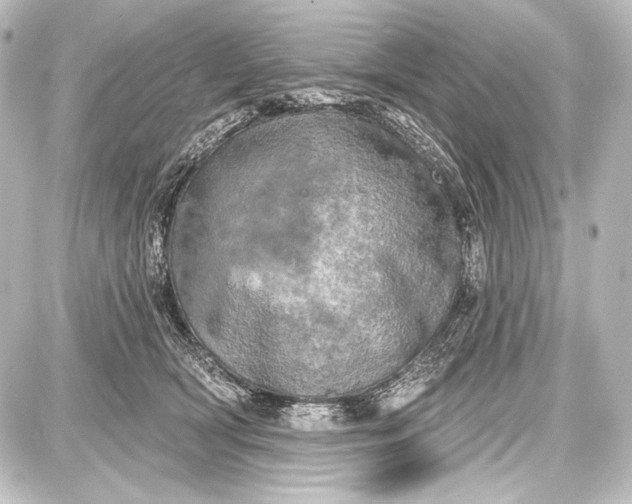 X0000087630418200705181505