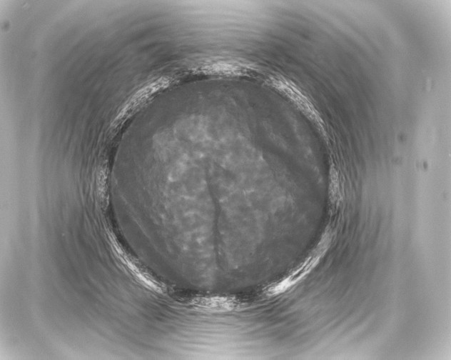 X0000087630449200705181504