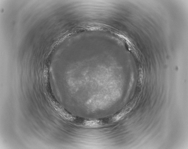 X0000087630461200705181505