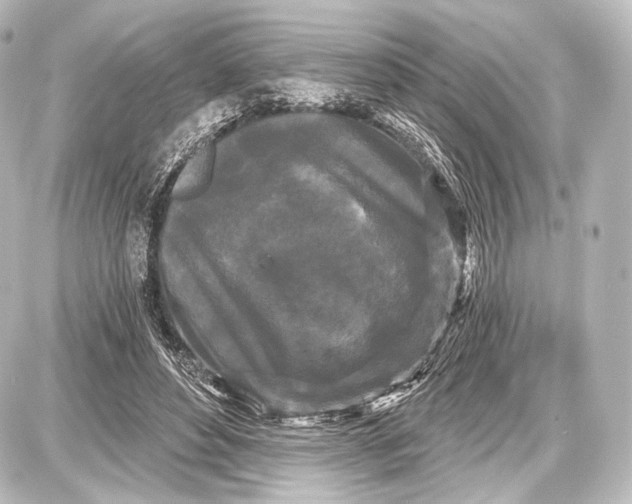 X0000087630496200705181504