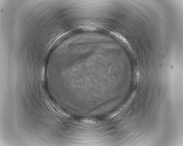 X0000087630596200705181502