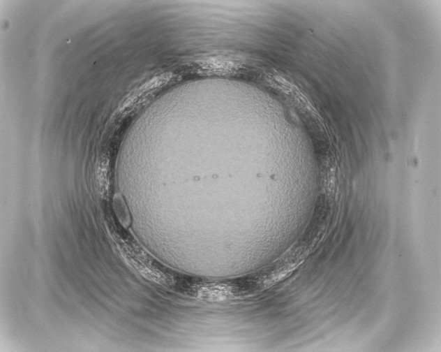 X0000087630599200705181502