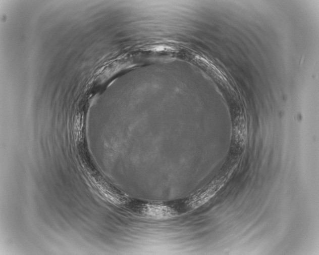 X0000087630605200705181502