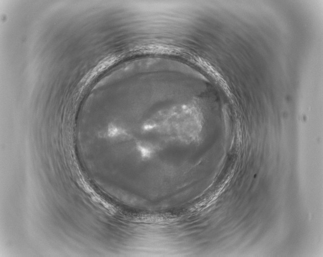 X0000087630625200705181501