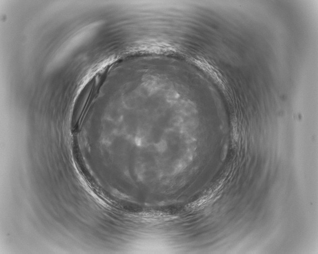 X0000087630630200705181501