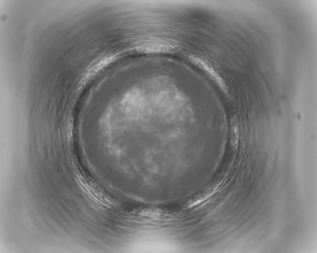 X0000087630631200705181501