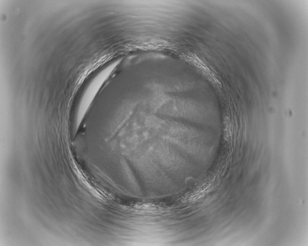 X0000087630634200705181501