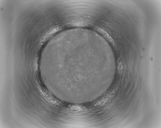 X0000087630635200705181501