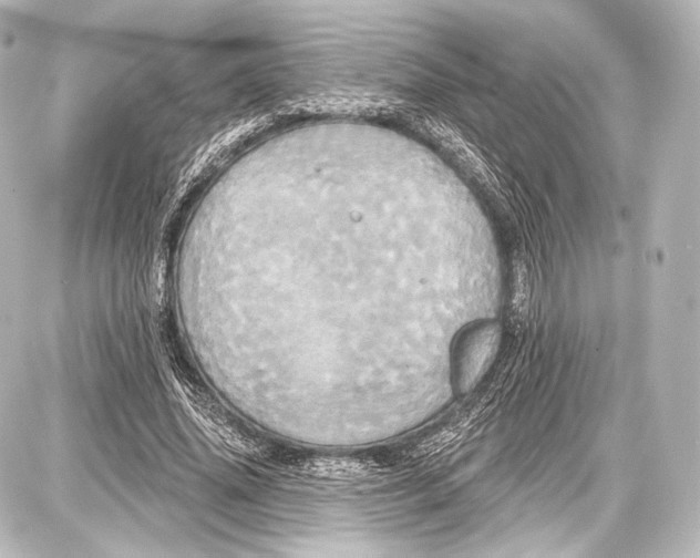 X0000087630636200705181501