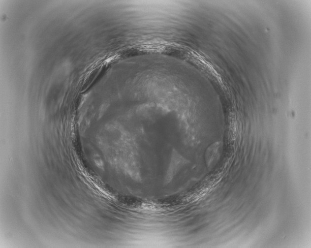 X0000087630641200705181501