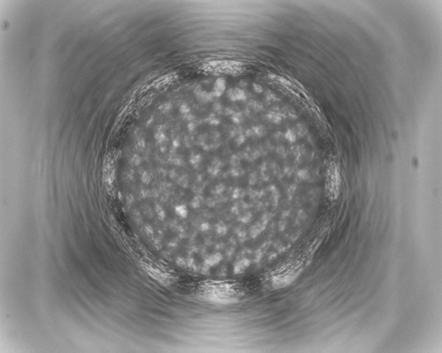 X0000087630701200705181501