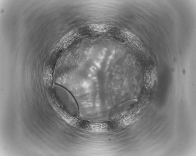 X0000087630707200705181500