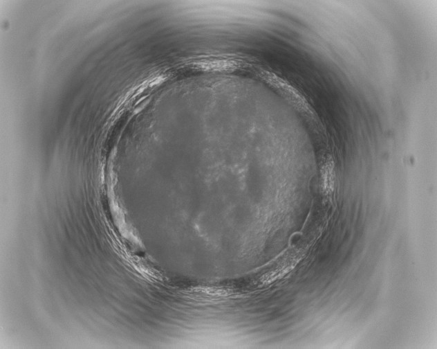 X0000087630733200705181500