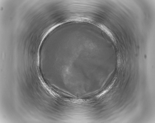 X0000087630940200705181457