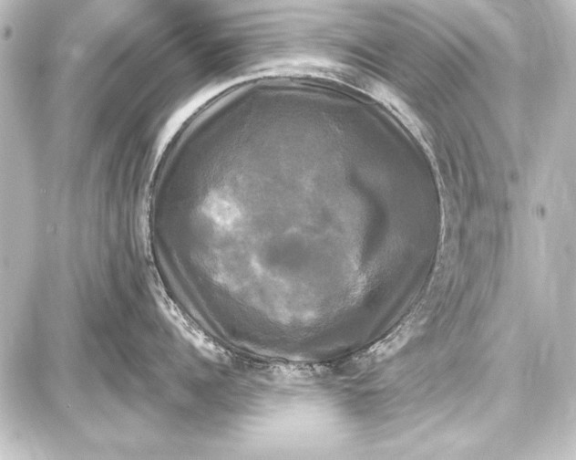 X0000087630960200705181457