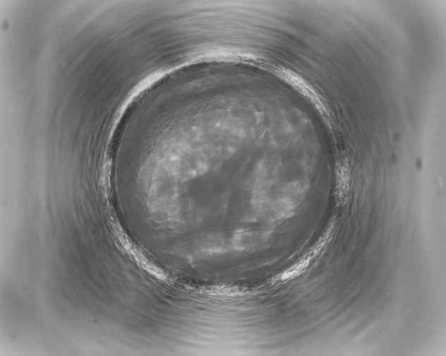 X0000087631029200705181455