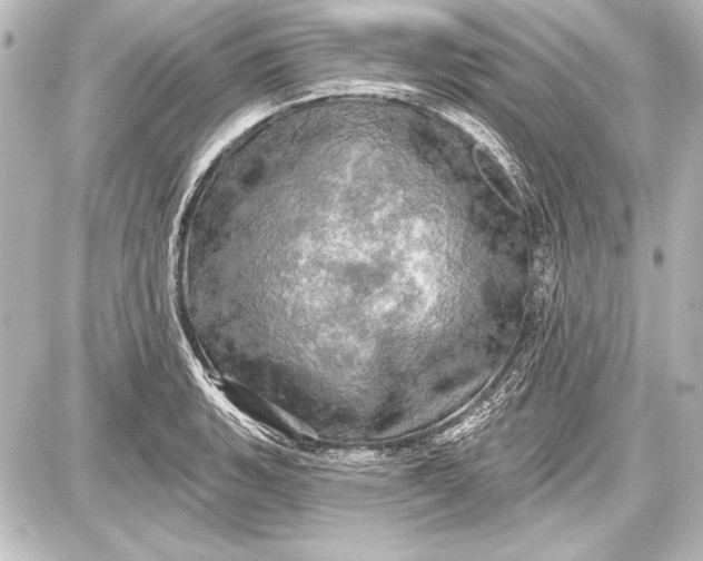 X0000087631135200705181454