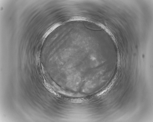 X0000087631137200705181454