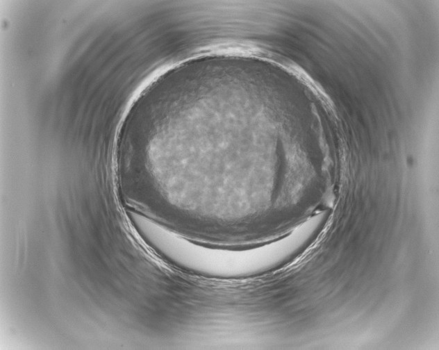 X0000087631240200705181452