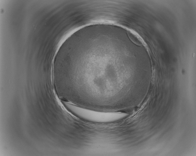 X0000087631295200705181451