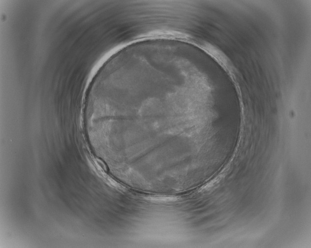 X0000087631296200705181451