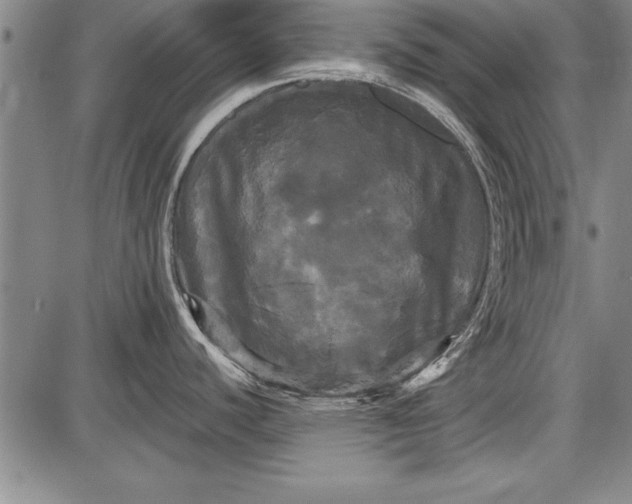 X0000087631440200705181449