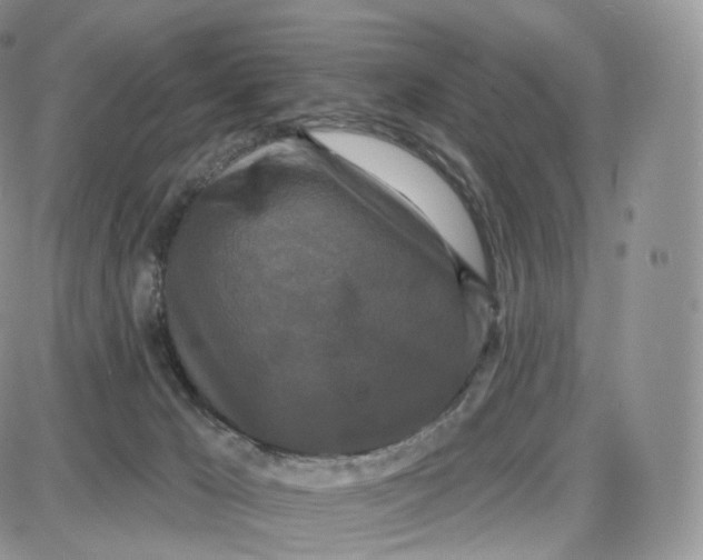 X0000087630029200705241226