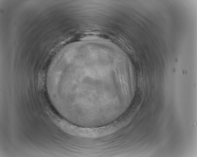 X0000087630030200705241226