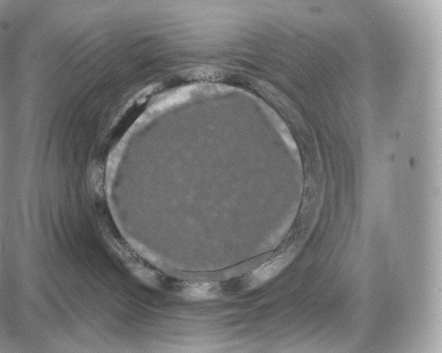 X0000087630096200705241226