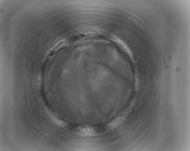 X0000087630113200705241224