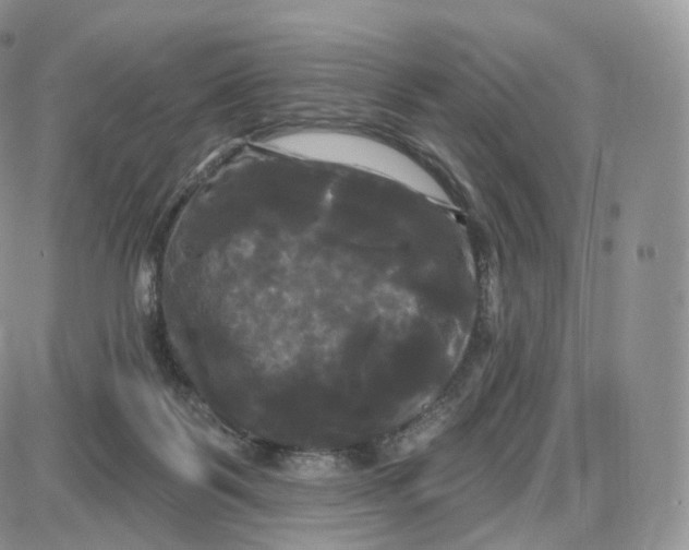 X0000087630123200705241224