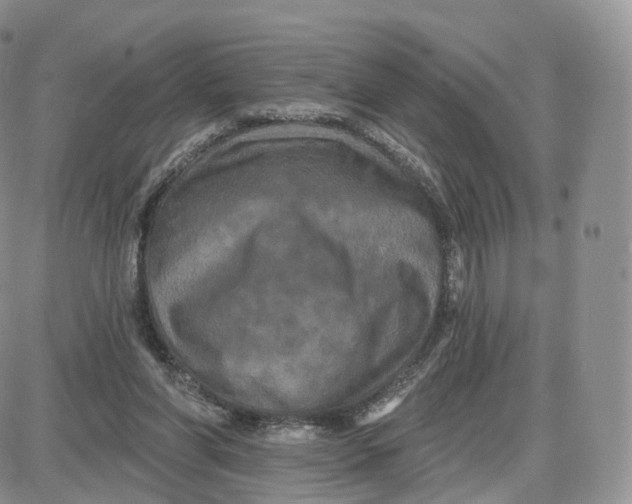 X0000087630206200705241223