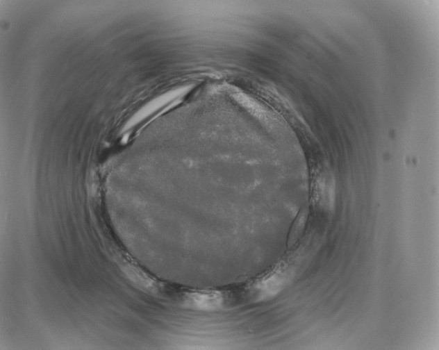 X0000087630317200705241221