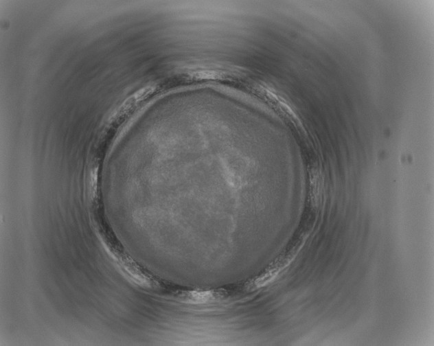 X0000087630406200705241220