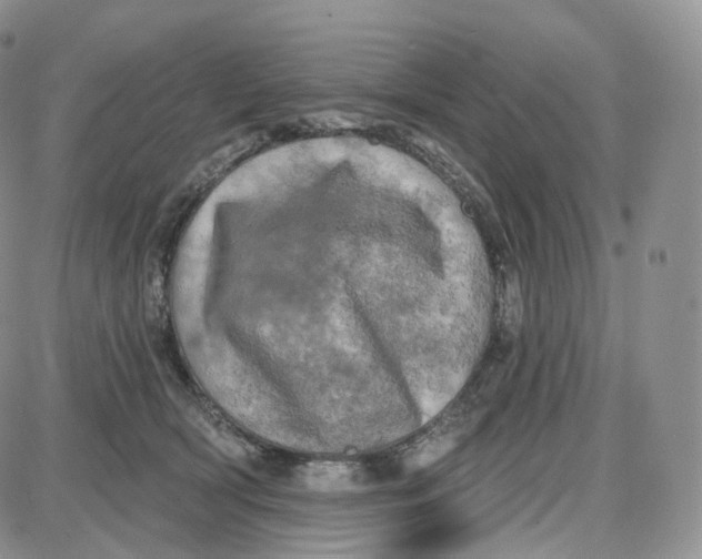 X0000087630418200705241220