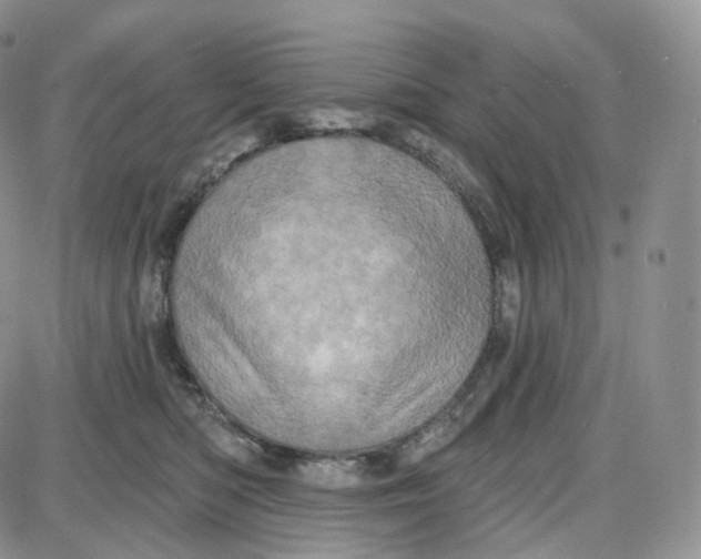 X0000087630422200705241219