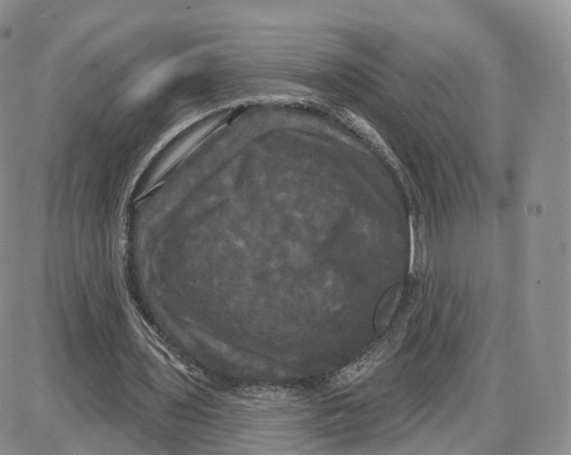 X0000087630435200705241219