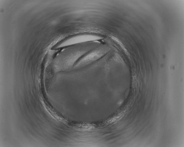 X0000087630443200705241219