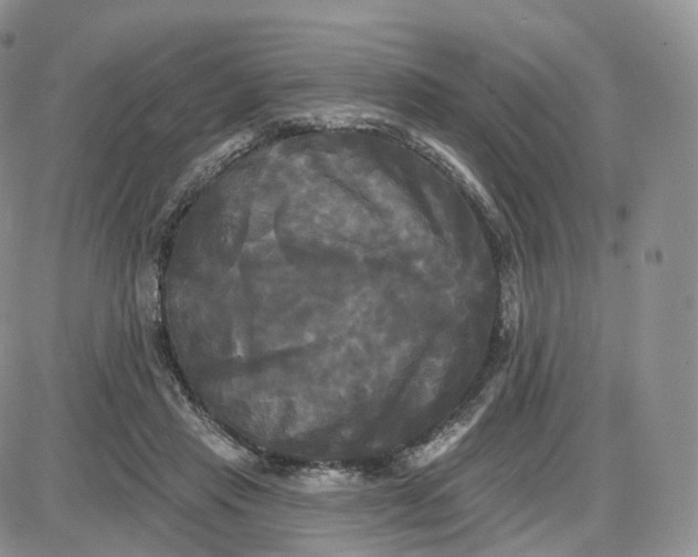 X0000087630453200705241219