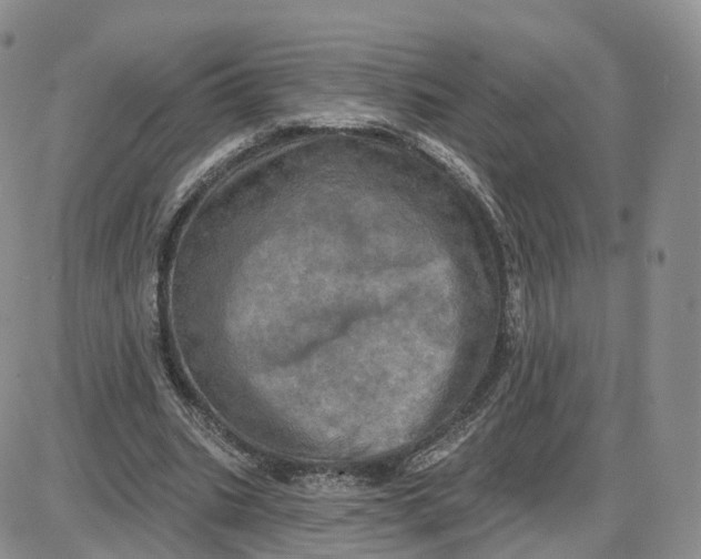 X0000087630535200705241217