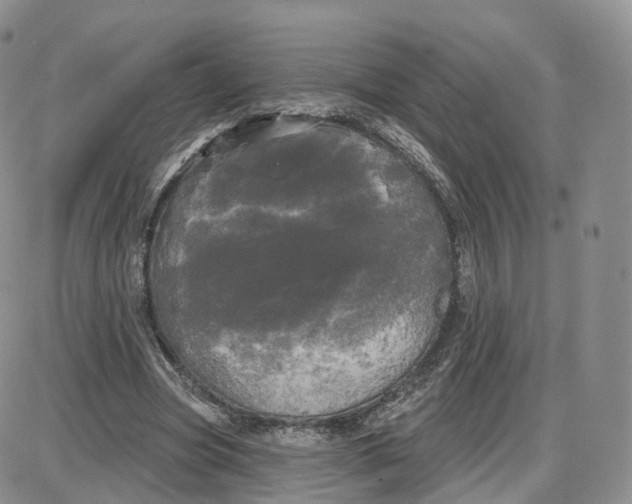 X0000087630537200705241217